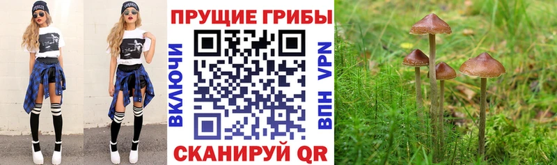 что такое наркотик  Ноябрьск  Псилоцибиновые грибы Psilocybine cubensis 